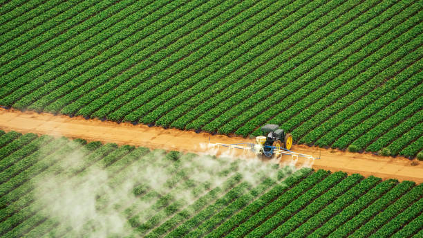 Best Pest Removal Services  in Gulf Shores, AL