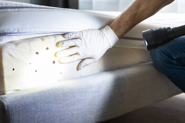 Best Flea Control Services  in Gulf Shores, AL