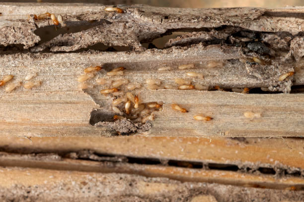 Best Emergency Pest Control  in Gulf Shores, AL