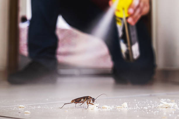 Best Spider Control Near Me  in Gulf Shores, AL